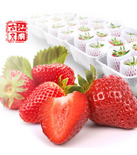 新店促销！新鲜有机无公害草莓（5盒装）