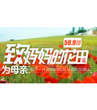 促销活动：天猫聚划算-致妈妈的花田